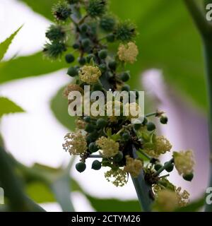 Blütenstand von Papaya Blumen zusammen mit jungen Knospen auf einem Stiel Stockfoto