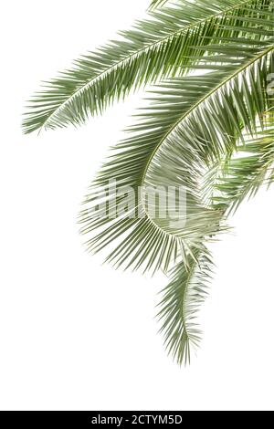 Hängende Palmblätter isoliert auf dem weißen Hintergrund Stockfoto