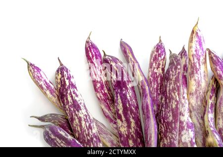 Bohnen-Hülsen mit Drachenzunge. Frisch gepflückte Bohnenernte aus dem Dachgarten. Bush oder Polbohnenpflanze. Lila holländische Erbstück Bohnen. Stockfoto