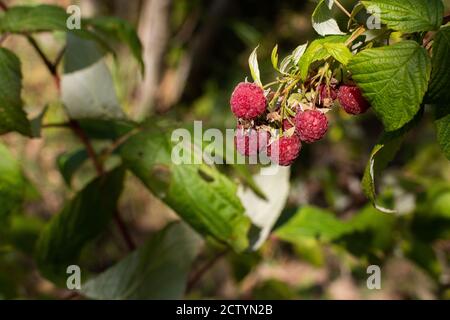 Rosafarbene, reife, süße Himbeer-Beeren auf einem Busch, Spätherbst Himbeer-Ernte Stockfoto