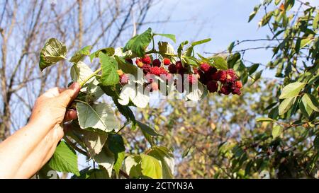 Rosafarbene, reife, süße Himbeer-Beeren auf einem Busch, Spätherbst Himbeer-Ernte Stockfoto