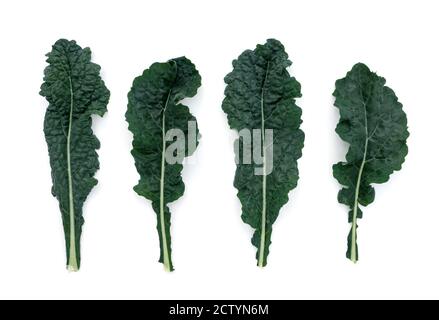 Lacinato Kale. Superfood Ernte. Auch bekannt als Dinosaur Kale, Tuscan Kale oder 'Cavolo Nero'. Mehrere dunkelblau-grüne geprägte Blätter in Organi angebaut Stockfoto