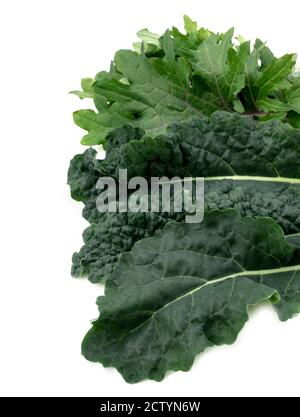 Kale Medley von Red Russian Kale und Lacinato Kale. Draufsicht auf mehrere Teilblätter. Nahaufnahme. Selbst angebaute Gartenernte. Gesunde Lebensweise und sup Stockfoto