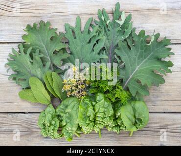 Erste selbst gewachsene Gartenernte des Jahres. Roter russischer Kohl, Spinat, gewellte Petersilie, ZitronenThymian und Salbei. Gemüse und Kräuter auf verwittert angeordnet Stockfoto