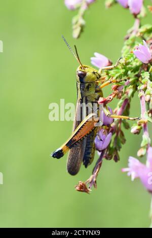 Die große Sumpfgrasschrecke Stethophyma grossum auf grünem Hintergrund Stockfoto