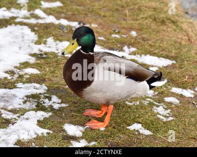 Männliche Stockente Anas platyrhynchos auf dem Boden Stockfoto