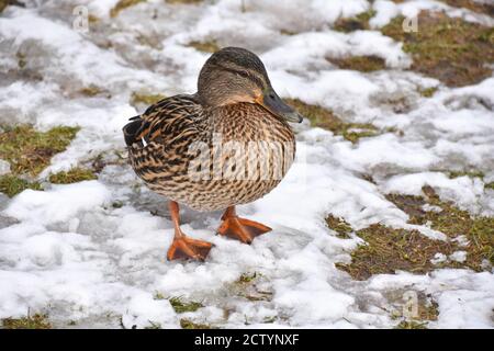 Weibliche Stockente Anas platyrhynchos auf dem Boden Stockfoto