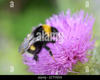 Die Hummel Bombus lucorum sammelt Pollen in einer Distelblume Stockfoto