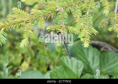 Der Weißgesichtige Darter Leucorrhinia dubia, der in der Vegetation sitzt Stockfoto