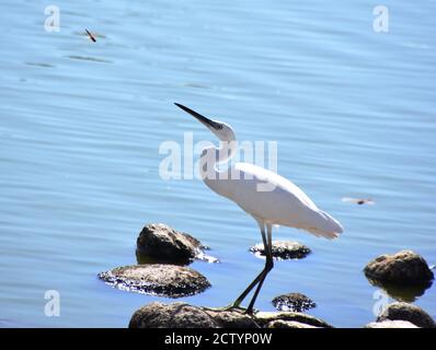 Der Reiher Ardea alba steht auf Steinen Ein Teich Stockfoto