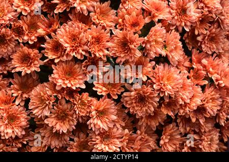 Große Gruppe von orangen Chrysantheme Blumen in der Nähe Stockfoto