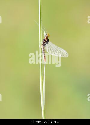 Die Mayfly Cloeon dipterum sitzt auf einem Stroh Stockfoto