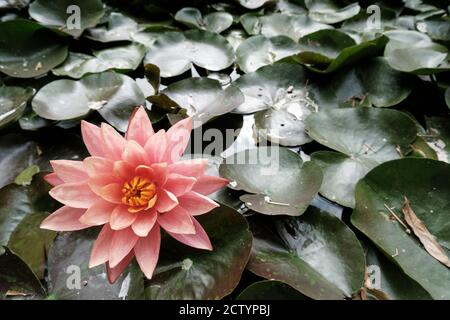 Schöne rosa Seerose in einem Teich, Nahaufnahme. Hochwertige Fotos Stockfoto