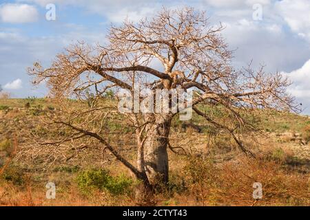 Ein großer Baobab Baum (Adansonia digitata) im Nachmittagslicht, Kenia, Ostafrika Stockfoto