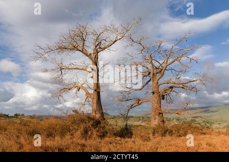 Zwei große Baobab-Bäume (Adansonia digitata) im Nachmittagslicht, Kenia, Ostafrika Stockfoto