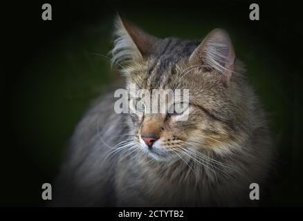 Porträt einer norwegische Waldkatze-Katze Stockfoto