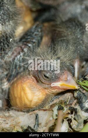 Nest und nestling Entwicklung von europäischen Goldfinken (Carduelis carduelis) geboren in einem Apartment Balkon Pflanztöpfe. Stockfoto