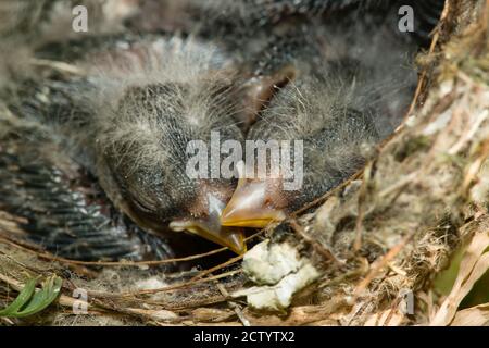 Nest und nestling Entwicklung von europäischen Goldfinken (Carduelis carduelis) geboren in einem Apartment Balkon Pflanztöpfe. Stockfoto