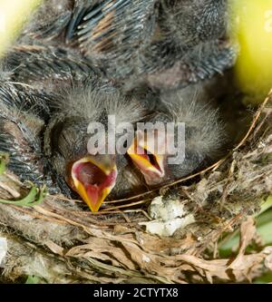 Nest und nestling Entwicklung von europäischen Goldfinken (Carduelis carduelis) geboren in einem Apartment Balkon Pflanztöpfe. Stockfoto