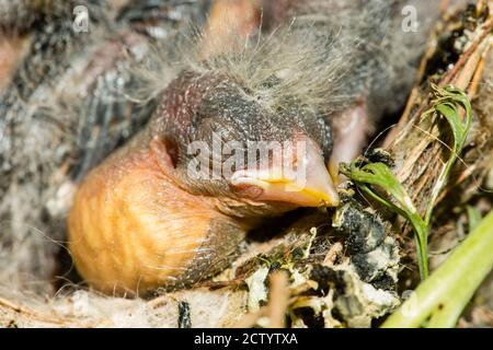 Nest und nestling Entwicklung von europäischen Goldfinken (Carduelis carduelis) geboren in einem Apartment Balkon Pflanztöpfe. Stockfoto