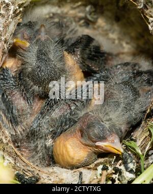 Nest und nestling Entwicklung von europäischen Goldfinken (Carduelis carduelis) geboren in einem Apartment Balkon Pflanztöpfe. Stockfoto