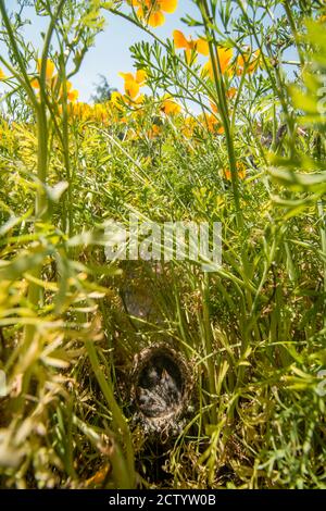 Nest und nestling Entwicklung von europäischen Goldfinken (Carduelis carduelis) geboren in einem Apartment Balkon Pflanztöpfe. Stockfoto