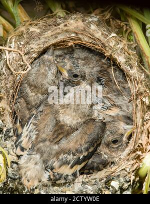 Nest und nestling Entwicklung von europäischen Goldfinken (Carduelis carduelis) geboren in einem Apartment Balkon Pflanztöpfe. Stockfoto