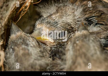 Nest und nestling Entwicklung von europäischen Goldfinken (Carduelis carduelis) geboren in einem Apartment Balkon Pflanztöpfe. Stockfoto