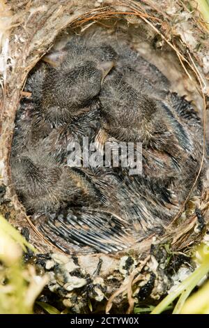 Nest und nestling Entwicklung von europäischen Goldfinken (Carduelis carduelis) geboren in einem Apartment Balkon Pflanztöpfe. Stockfoto