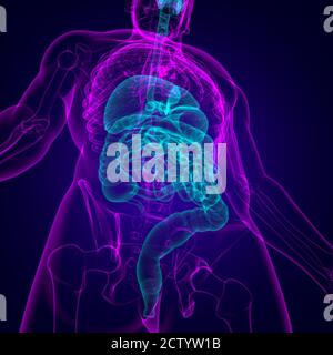 Anatomie des menschlichen Verdauungssystems für medizinisches Konzept 3D Illustration Stockfoto