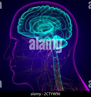 Menschliche Gehirn Anatomie für medizinisches Konzept 3D Illustration Stockfoto