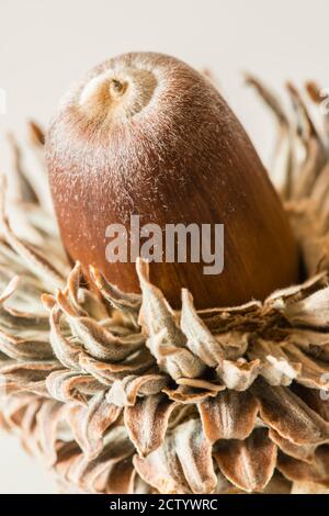 Nahaufnahme von Aicorn aus österreichischer Eiche, Quercus cerris Stockfoto