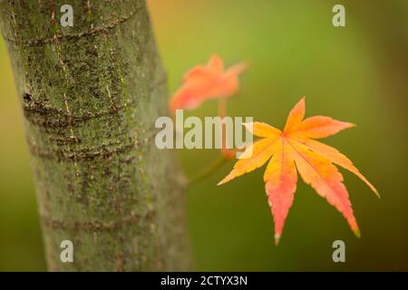 Roter und oranger Ahornbaum, acer palmatum, mit geflügelten Samen. Stockfoto