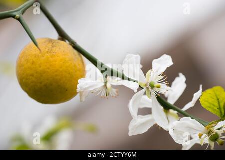 Früchte und Blüten von dreiblättrigen Orangenbaum Citrus. Stockfoto