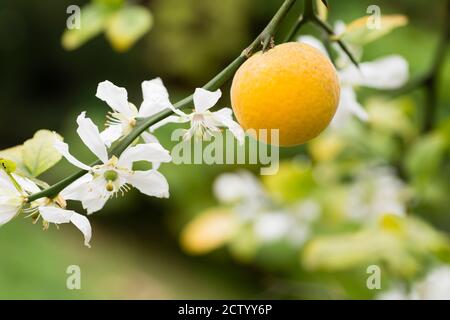 Früchte und Blüten von dreiblättrigen Orangenbaum Citrus. Stockfoto