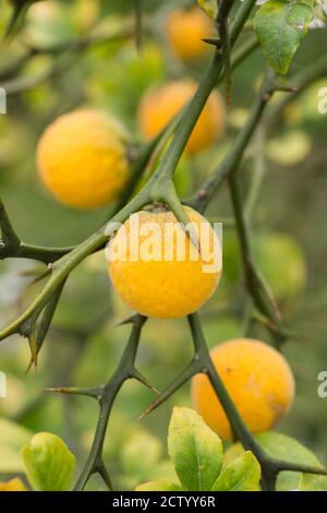 Früchte und Blüten von dreiblättrigen Orangenbaum Citrus. Stockfoto