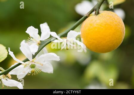 Früchte und Blüten von dreiblättrigen Orangenbaum Citrus. Stockfoto