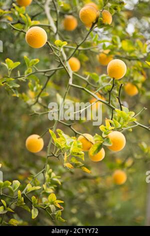 Früchte und Blüten von dreiblättrigen Orangenbaum Citrus. Stockfoto