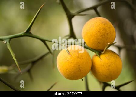 Früchte und Blüten von dreiblättrigen Orangenbaum Citrus. Stockfoto