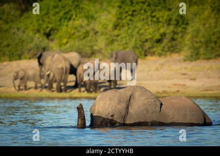Elefant schwimmend mit dem Rest der Herde entlang gehen Der Fluss in Chobe in Botswana Stockfoto