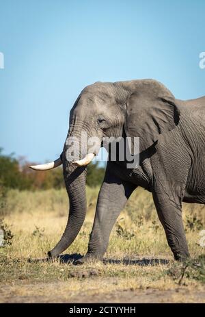 Vertikales Porträt eines Elefanten, der mit blauem Himmel in geht Hintergrund in Savuti in Botswana Stockfoto