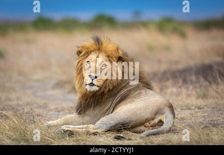 Horizontales Porträt eines männlichen Löwen, der sich hinlegt und schaut Direkt an der Kamera mit blauem Himmel im Hintergrund in Masai Mara in Kenia Stockfoto