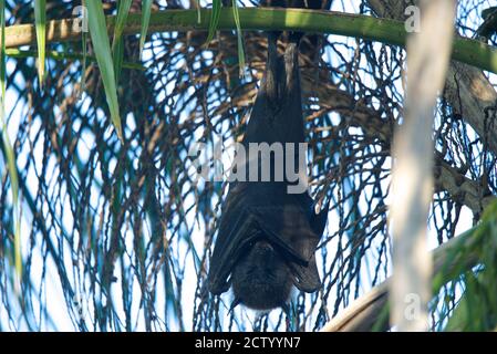 Australischer Flying Fox hängt an einer Palme Stockfoto