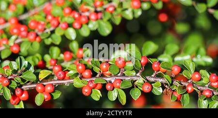 Viele rote Früchte an den Zweigen eines Cotoneaster horizontalis Busches im Garten im Herbst. Natürlicher Hintergrund Stockfoto
