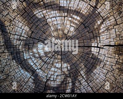 Detail einer Ansicht der Ringe eines alten Schnittbaum Stockfoto