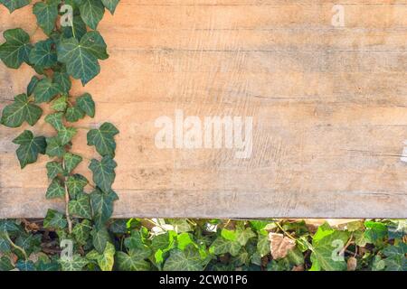 Hintergrund mit leerem Platz zum Einfügen - Efeu Blätter und Äste auf altem Sperrholz Stockfoto