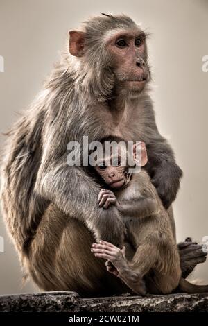 Bildende Kunst Bild der Mutter Pflege ihr Baby. Rhesus macaque oder Macaca mulatta Affen Mutter mit ihrem Baby Stockfoto