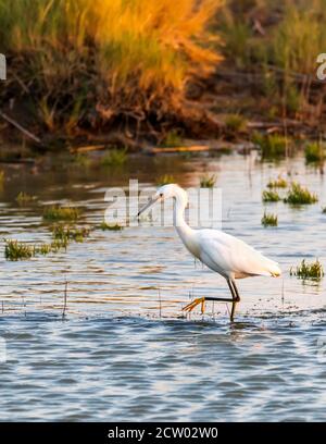 Ein wunderschöner Schneegreiher (Egretta thula) wagt in den Gewässern des Bear River Zugvogelschutzgebiets in der Nähe von Brigham City, Box Elder County, Utah, USA. Stockfoto