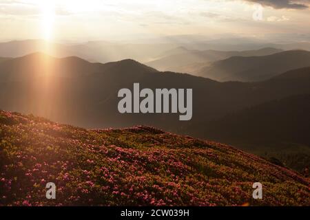 Rhododendron blüht in den Ostkarpaten. Stockfoto