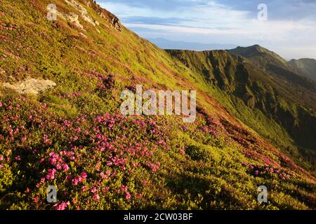 Rhododendron blüht in den Ostkarpaten. Stockfoto